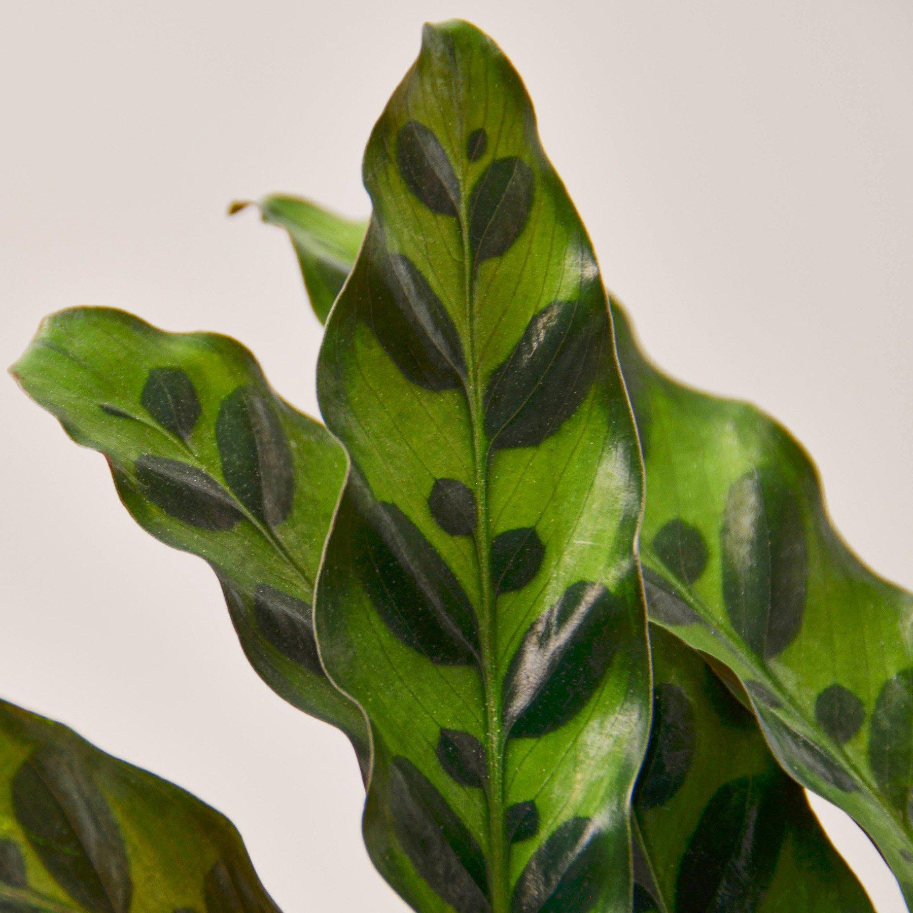 Calathea Lancifolia 'Rattlesnake' potted plant