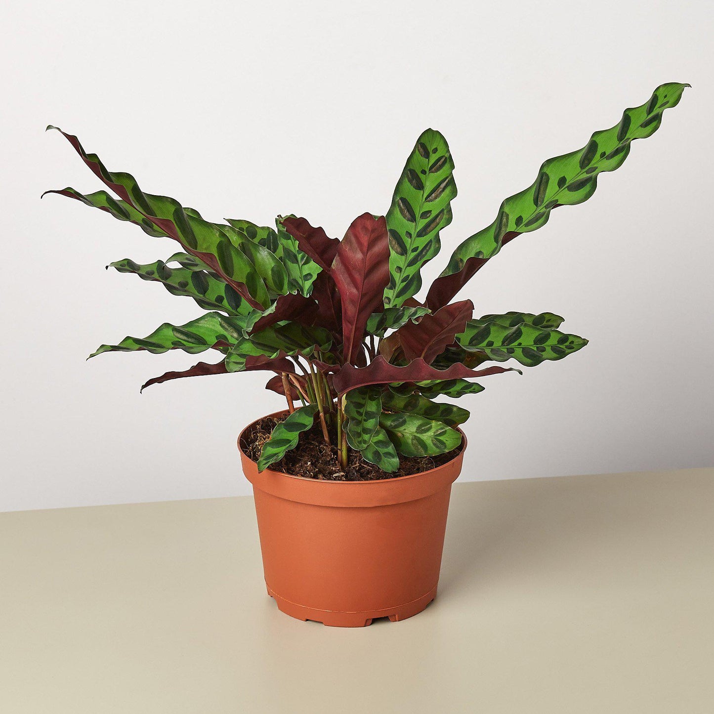 Calathea Lancifolia 'Rattlesnake' potted plant