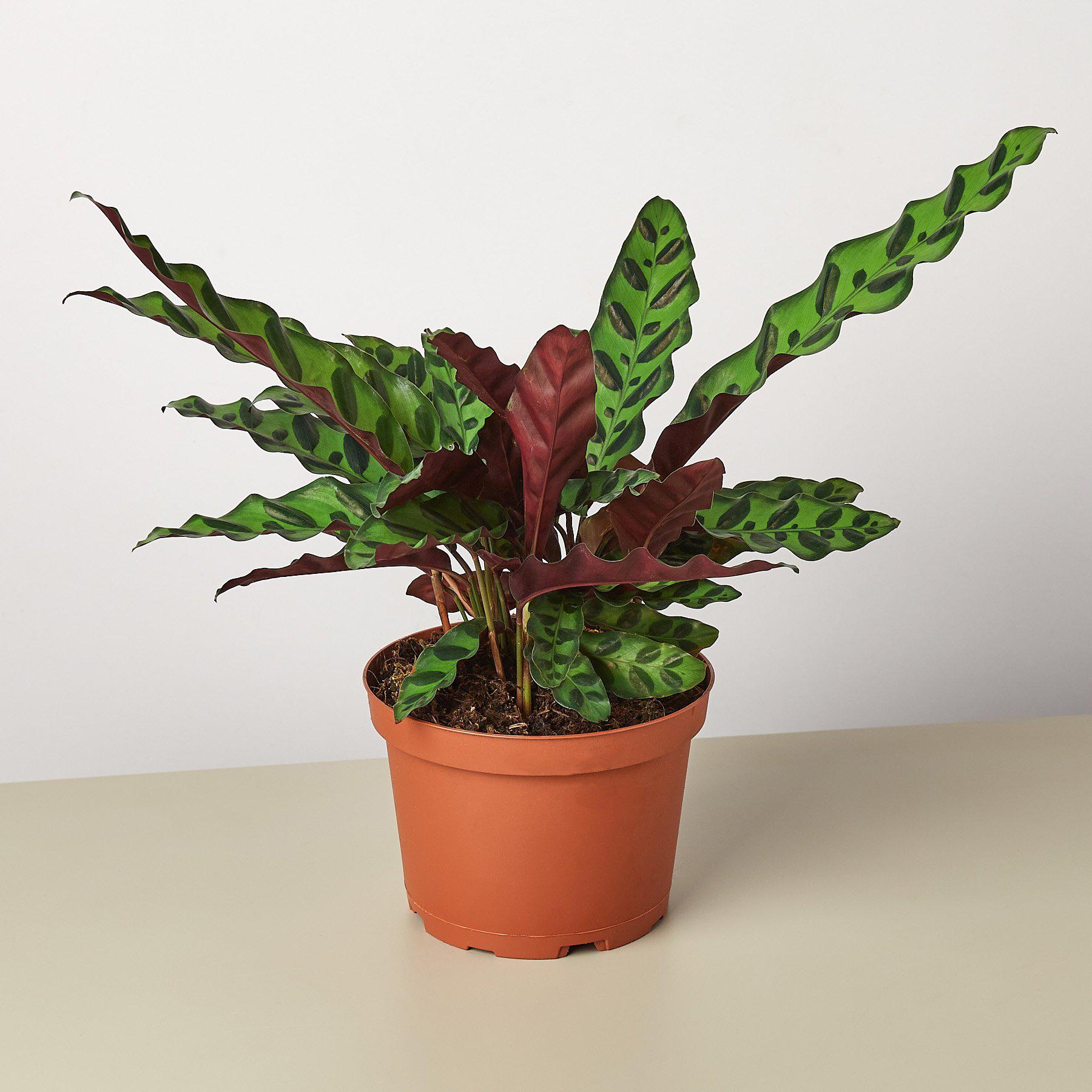 Calathea Lancifolia 'Rattlesnake' potted plant