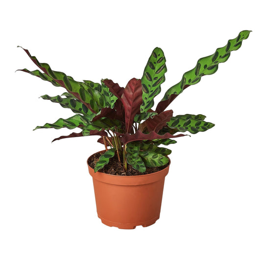 Calathea Lancifolia 'Rattlesnake' - 6" Pot - NURSERY POT ONLY