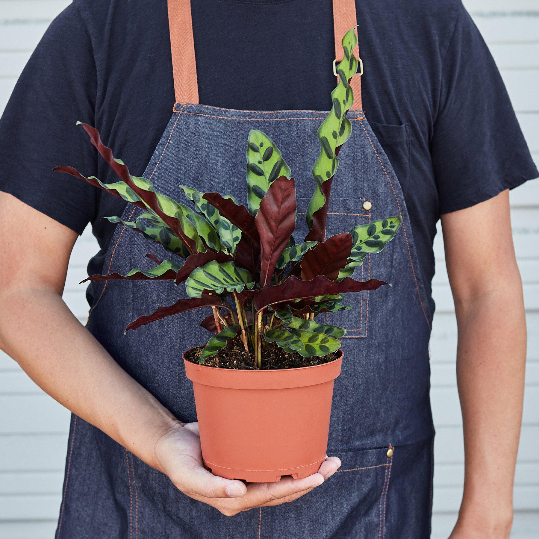 Calathea Lancifolia 'Rattlesnake' potted plant