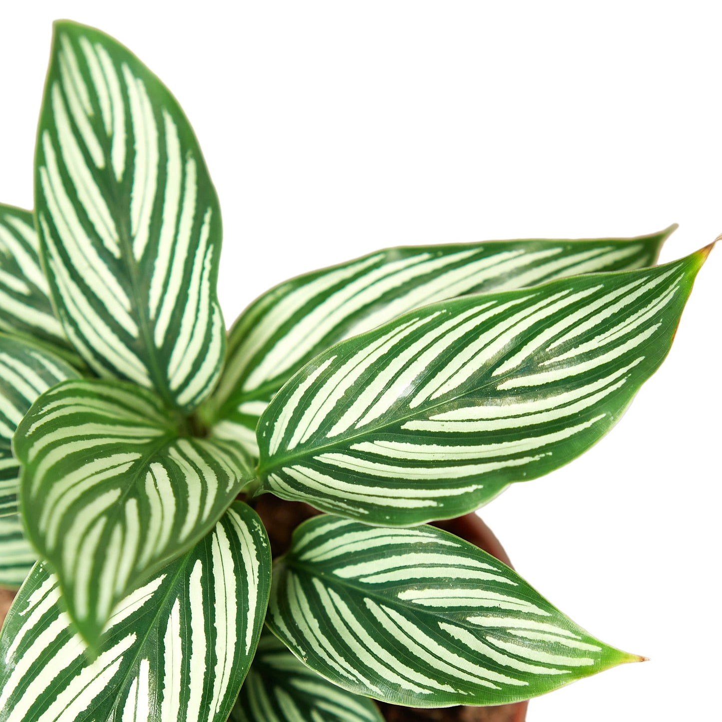 Calathea 'Vittata' potted plant