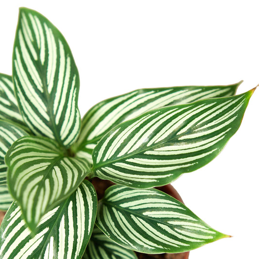 Calathea 'Vittata' potted plant