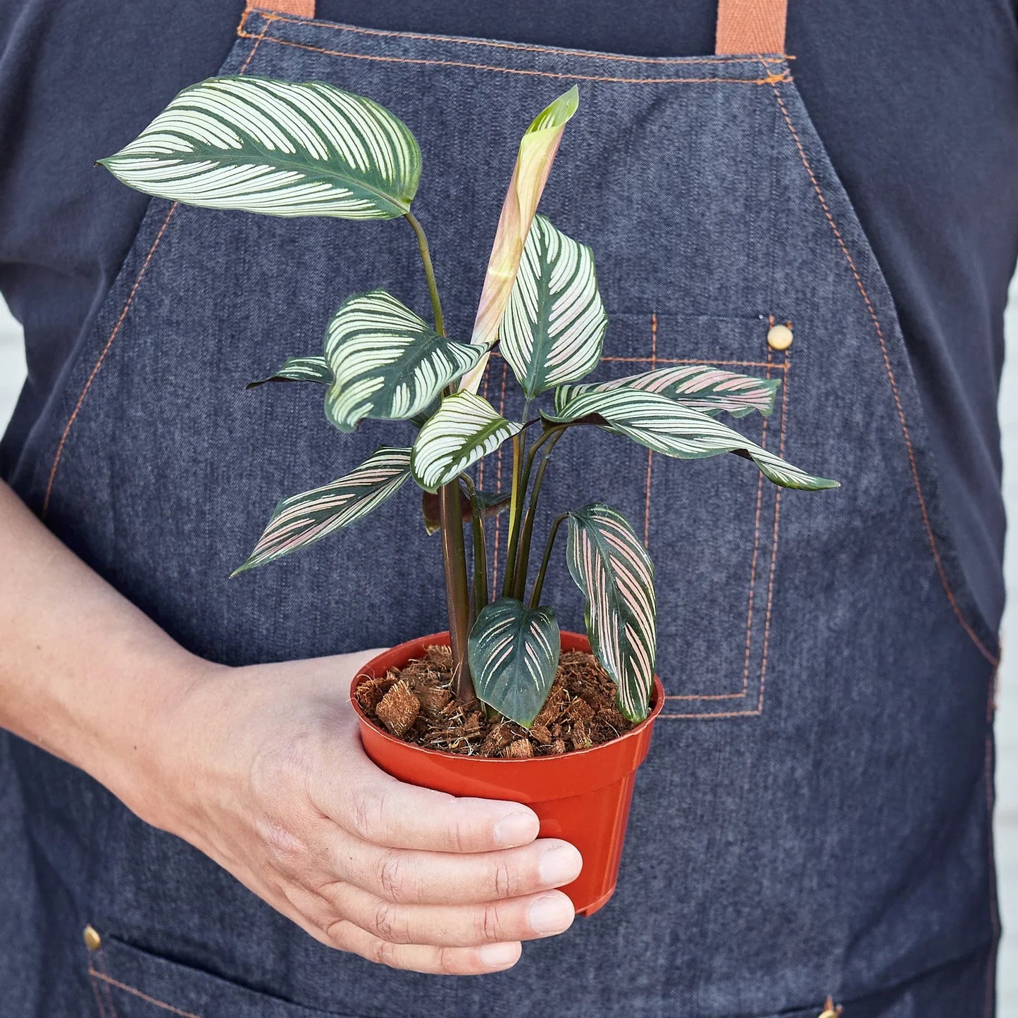 Calathea 'White Star' potted plant