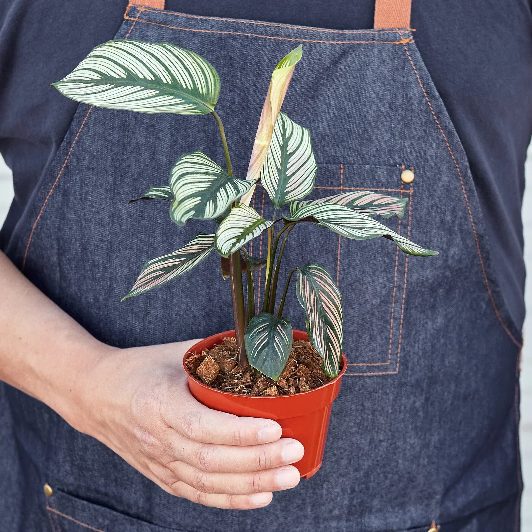 Calathea 'White Star' potted plant
