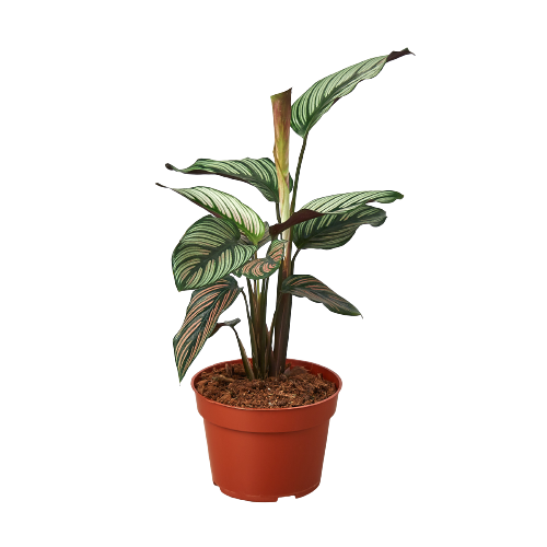 Calathea 'White Star' potted plant