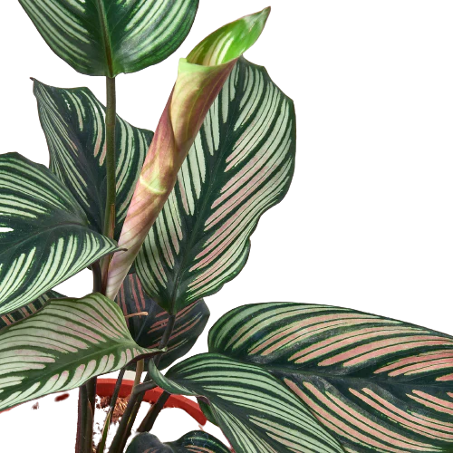 Calathea 'White Star' potted plant
