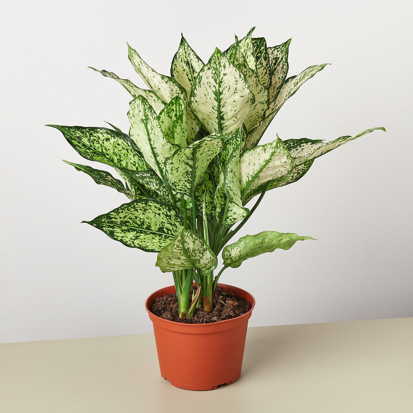 Chinese Evergreen 'First Diamond'