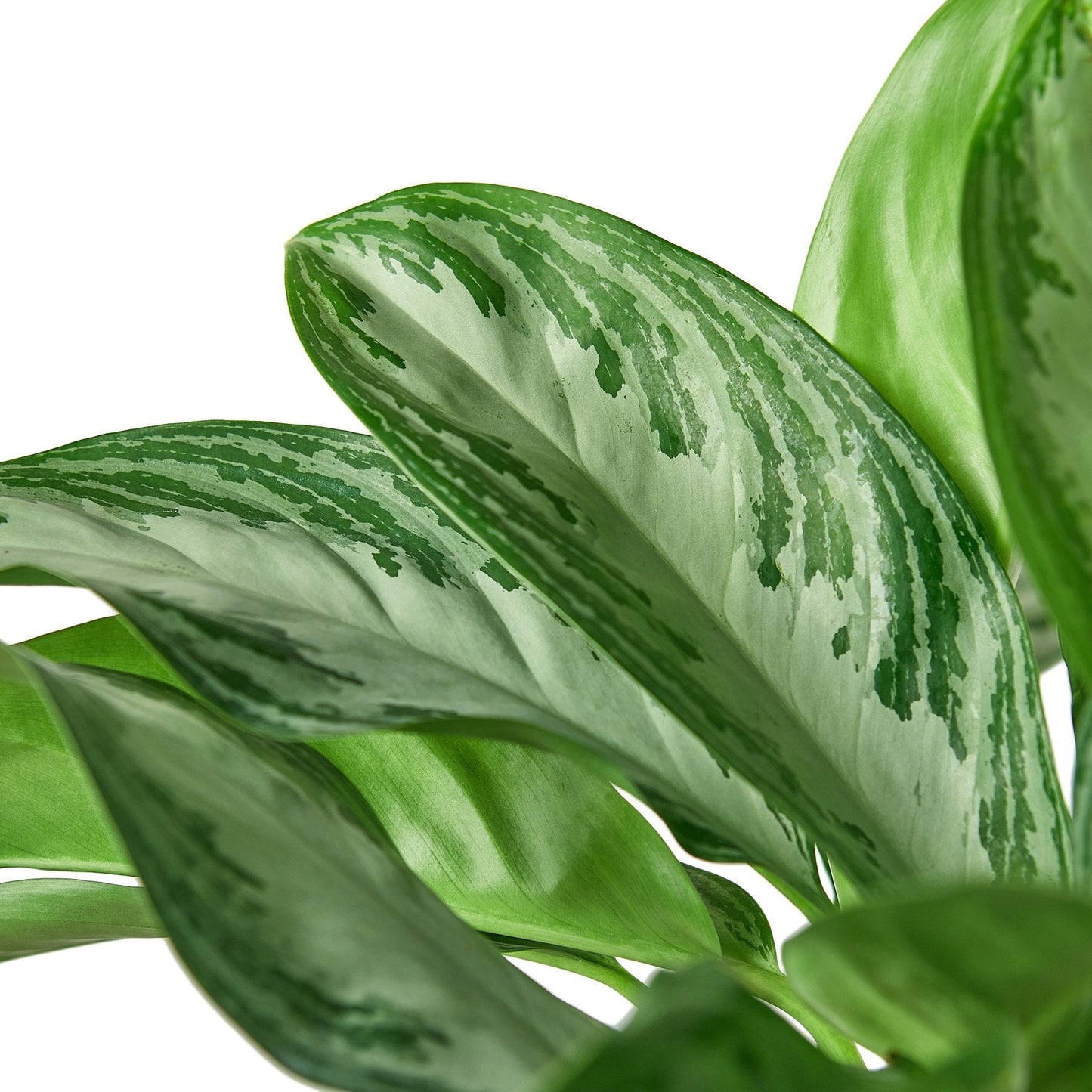 Chinese Evergreen 'Silver Bay' potted plant