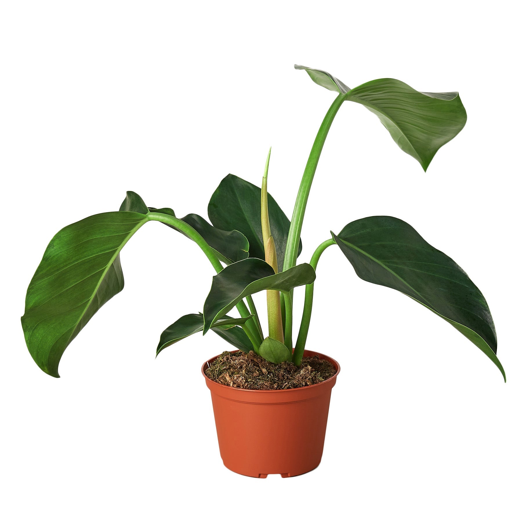 Philodendron 'Congo Green' 6" potted plant