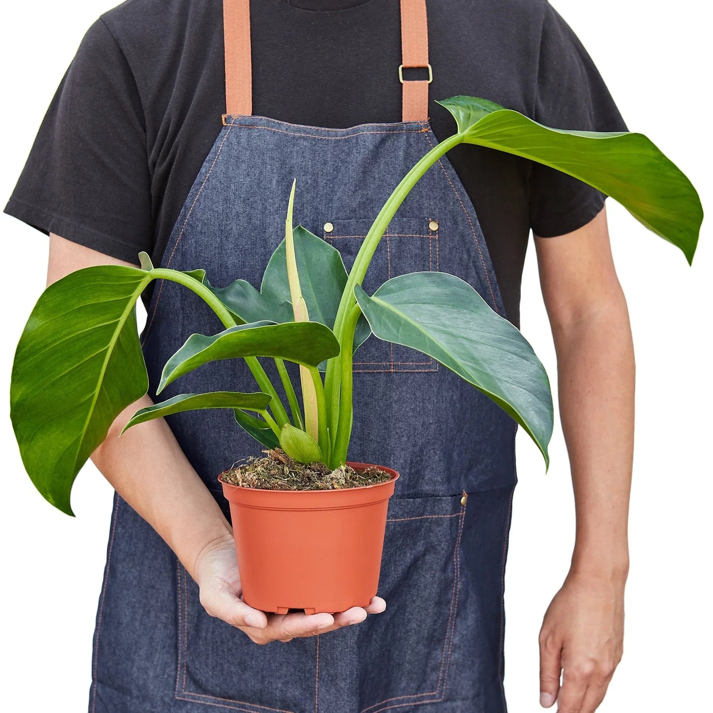 Philodendron 'Congo Green' 6" potted plant