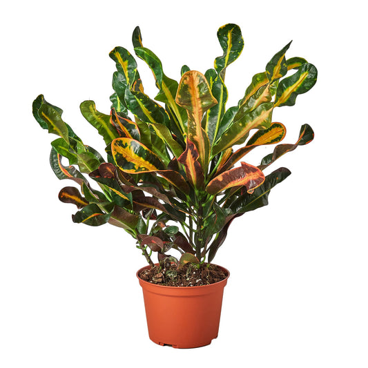 Croton 'Mammy' 6" potted plant
