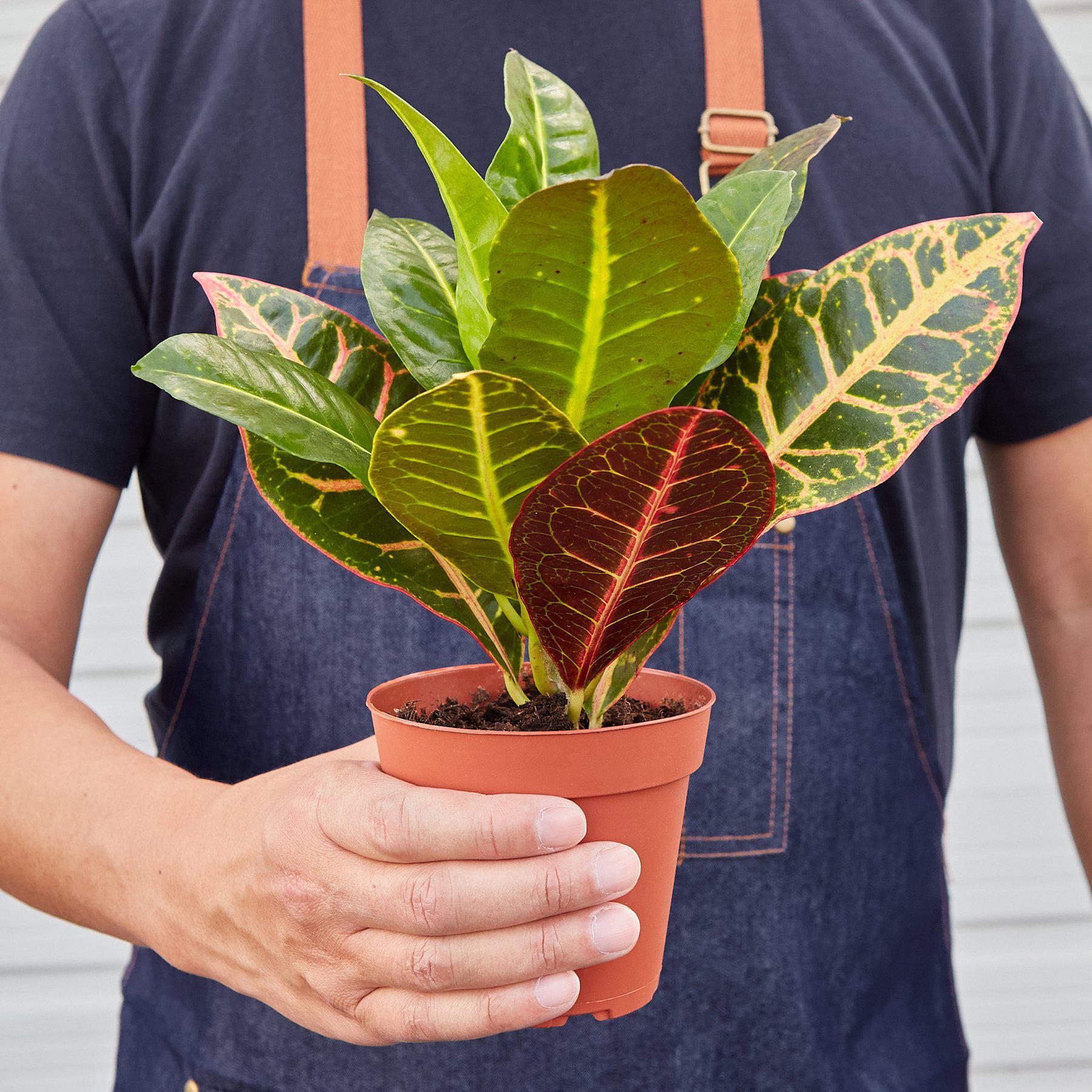 Croton Petra 'Joseph's Coat' potted plant