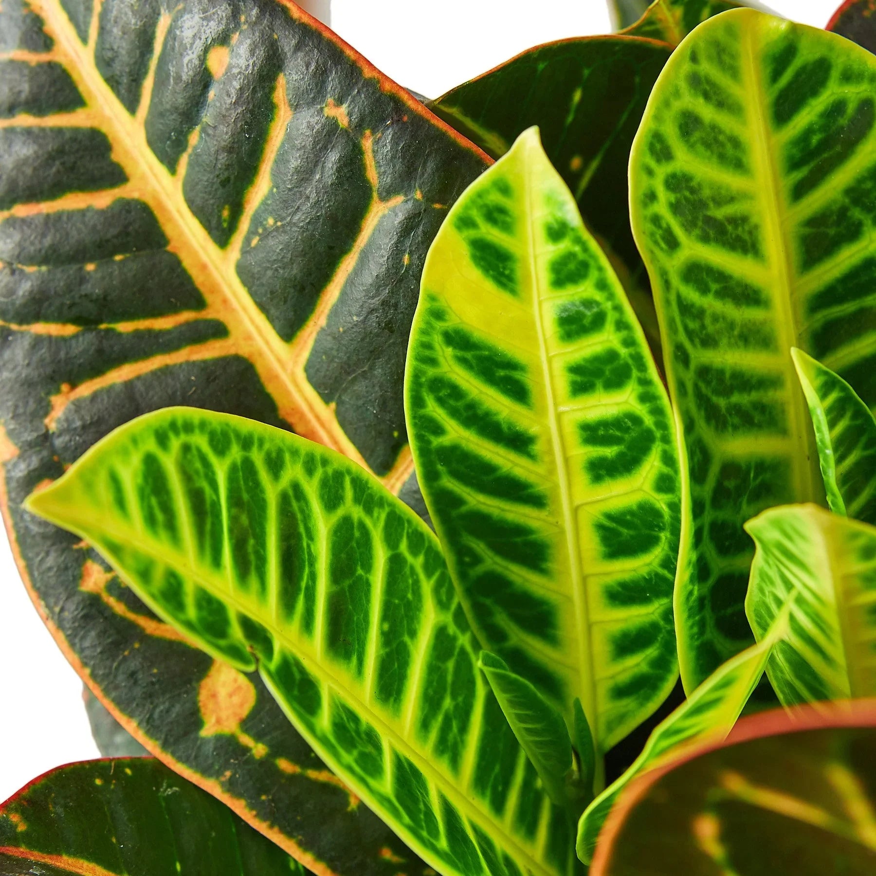 Croton Petra 'Joseph's Coat' potted plant