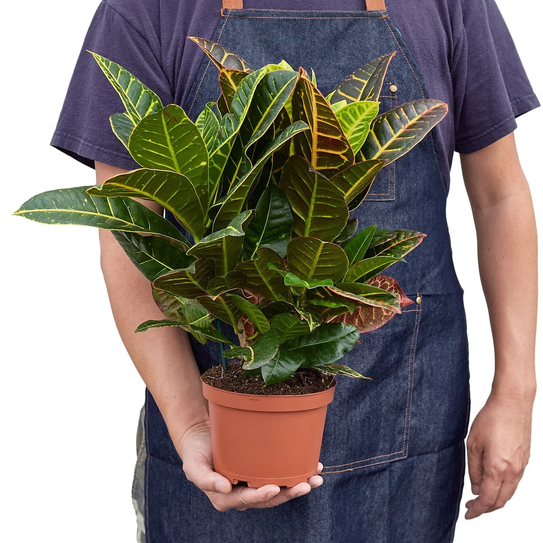 Croton Petra 'Joseph's Coat' potted plant