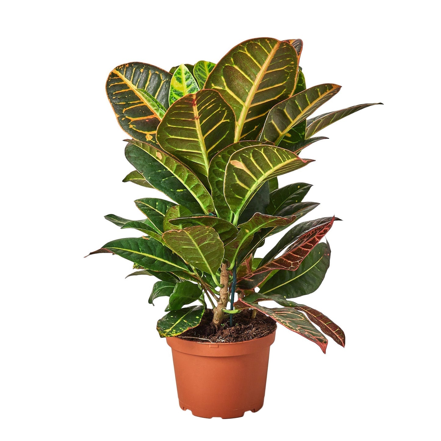 Croton Petra 'Joseph's Coat' 6" potted plant