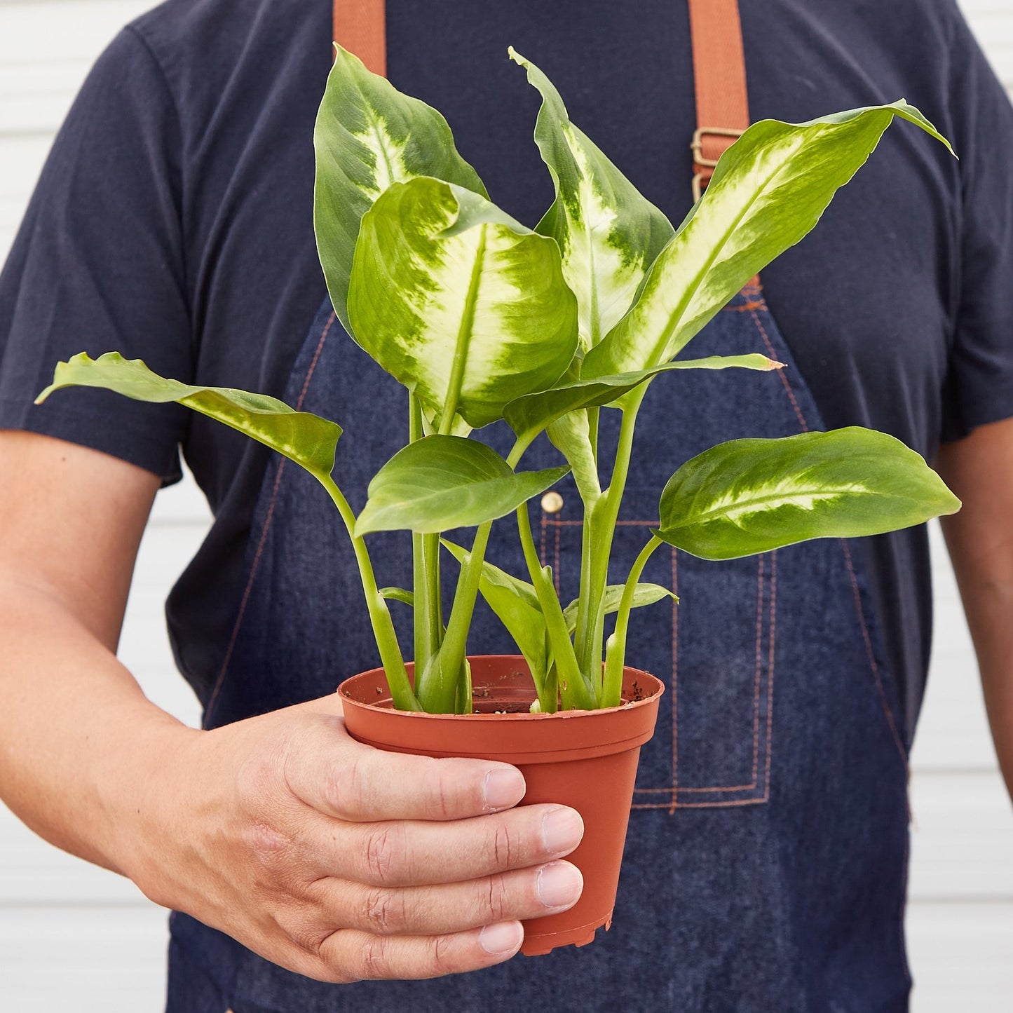 Dieffenbachia Camille potted plant