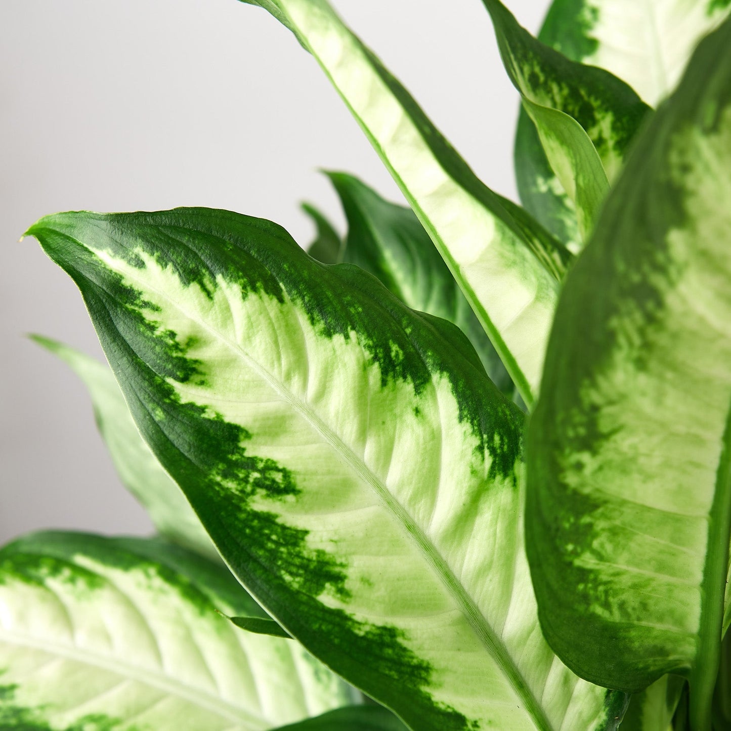 Dieffenbachia Camille potted plant