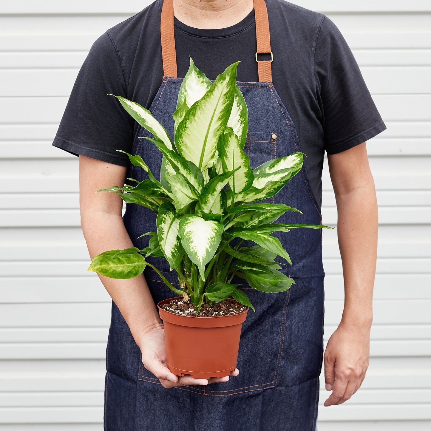 Dieffenbachia Camille potted plant