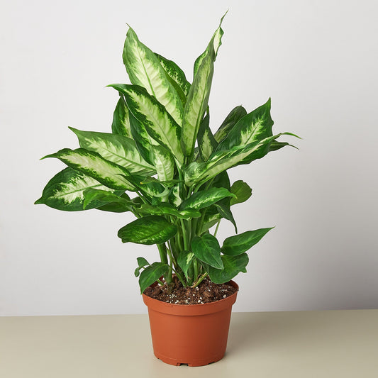 Dieffenbachia Camille potted plant