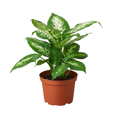 Dieffenbachia 'Tropic Snow' potted plant