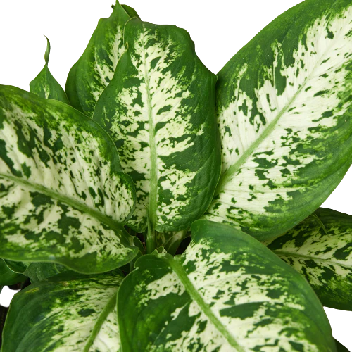 Dieffenbachia 'Tropic Snow' potted plant
