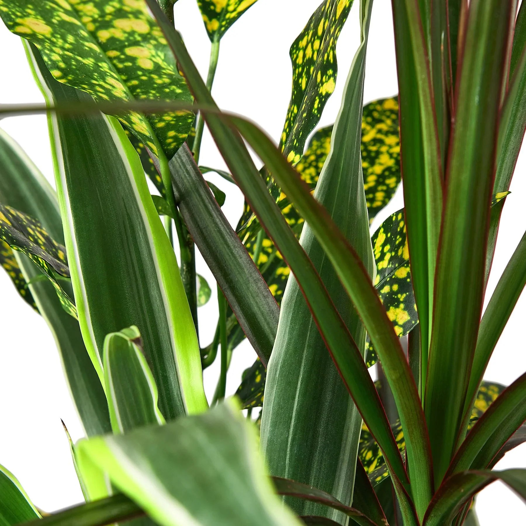 Dracaena 'Combo' potted plant
