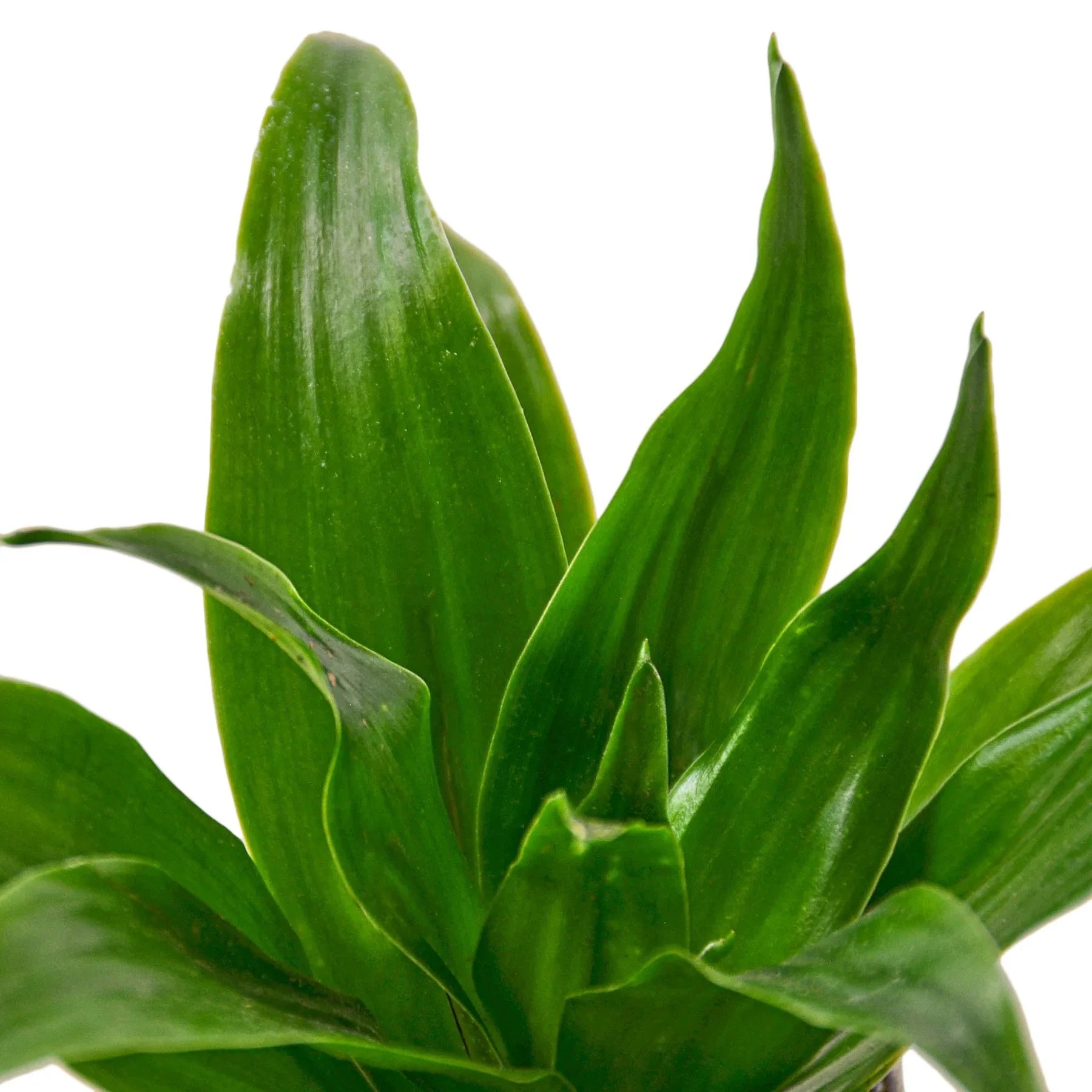 Dracaena 'Janet Craig' potted plant