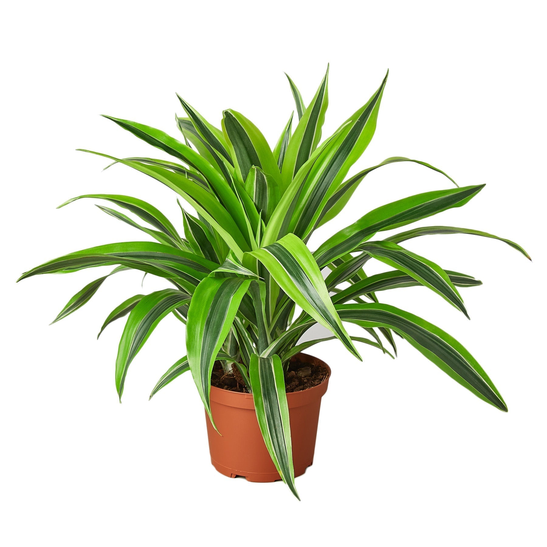 Dracaena Deremensis 'Lemon Lime' 6" potted plant