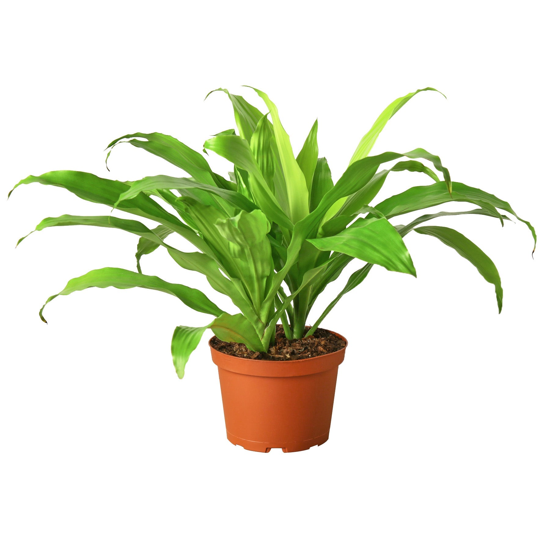 Dracaena 'Lime Light' potted plant
