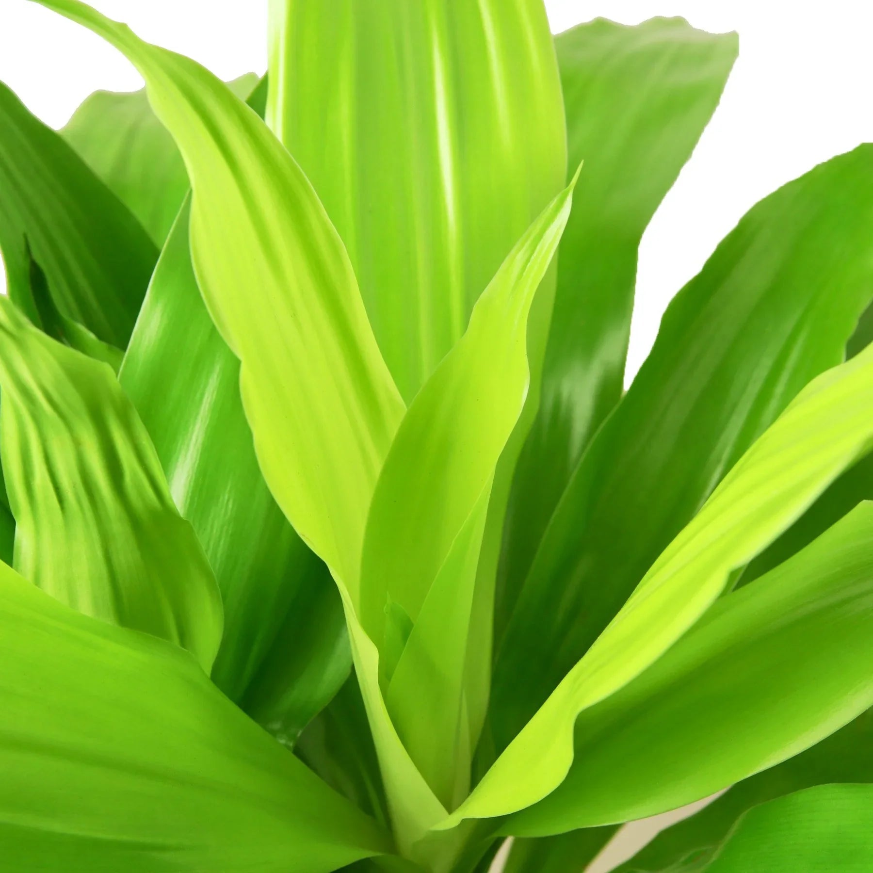 Dracaena 'Lime Light' potted plant
