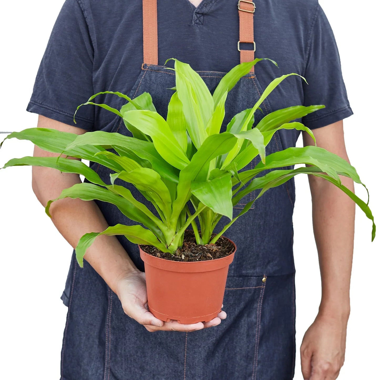 Dracaena 'Lime Light' potted plant