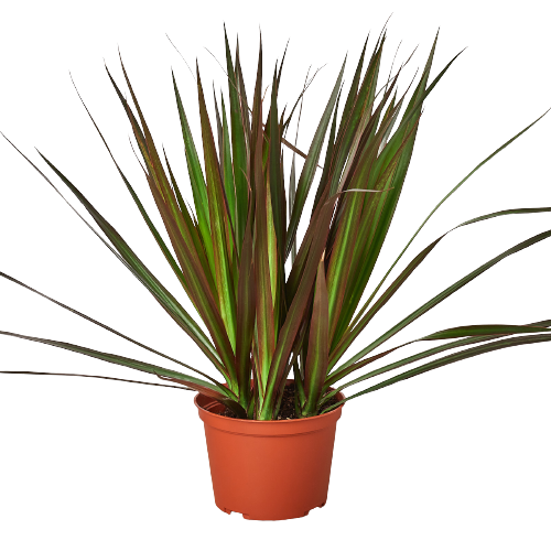 Dracaena 'Marginata Magenta' potted plant