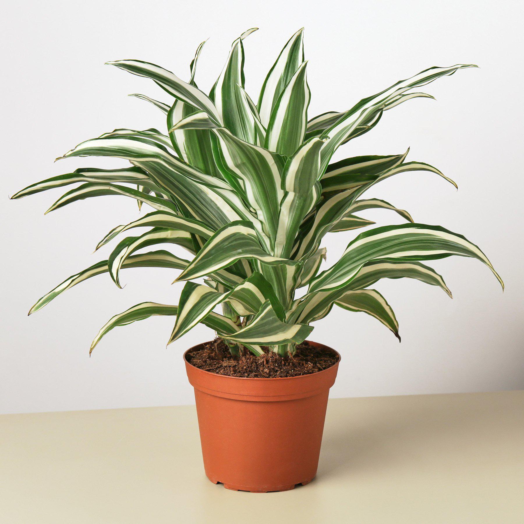 Dracaena 'Warneckii White Jewel' potted plant