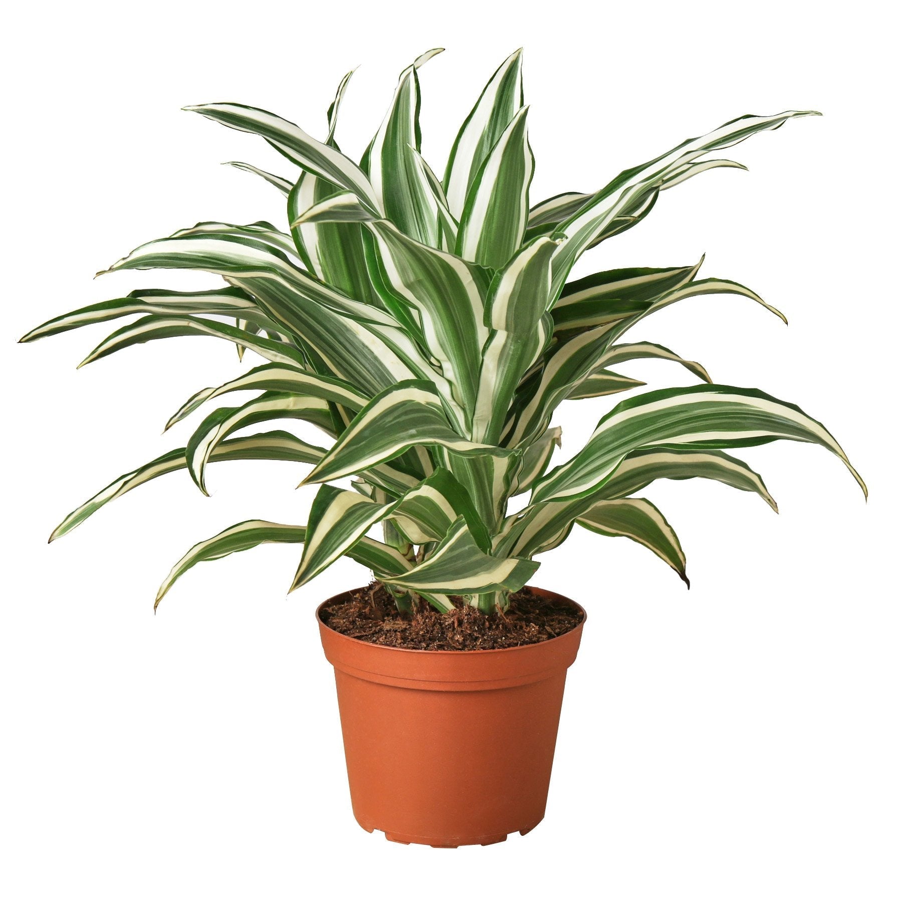 Dracaena 'Warneckii White Jewel' 6" potted plant