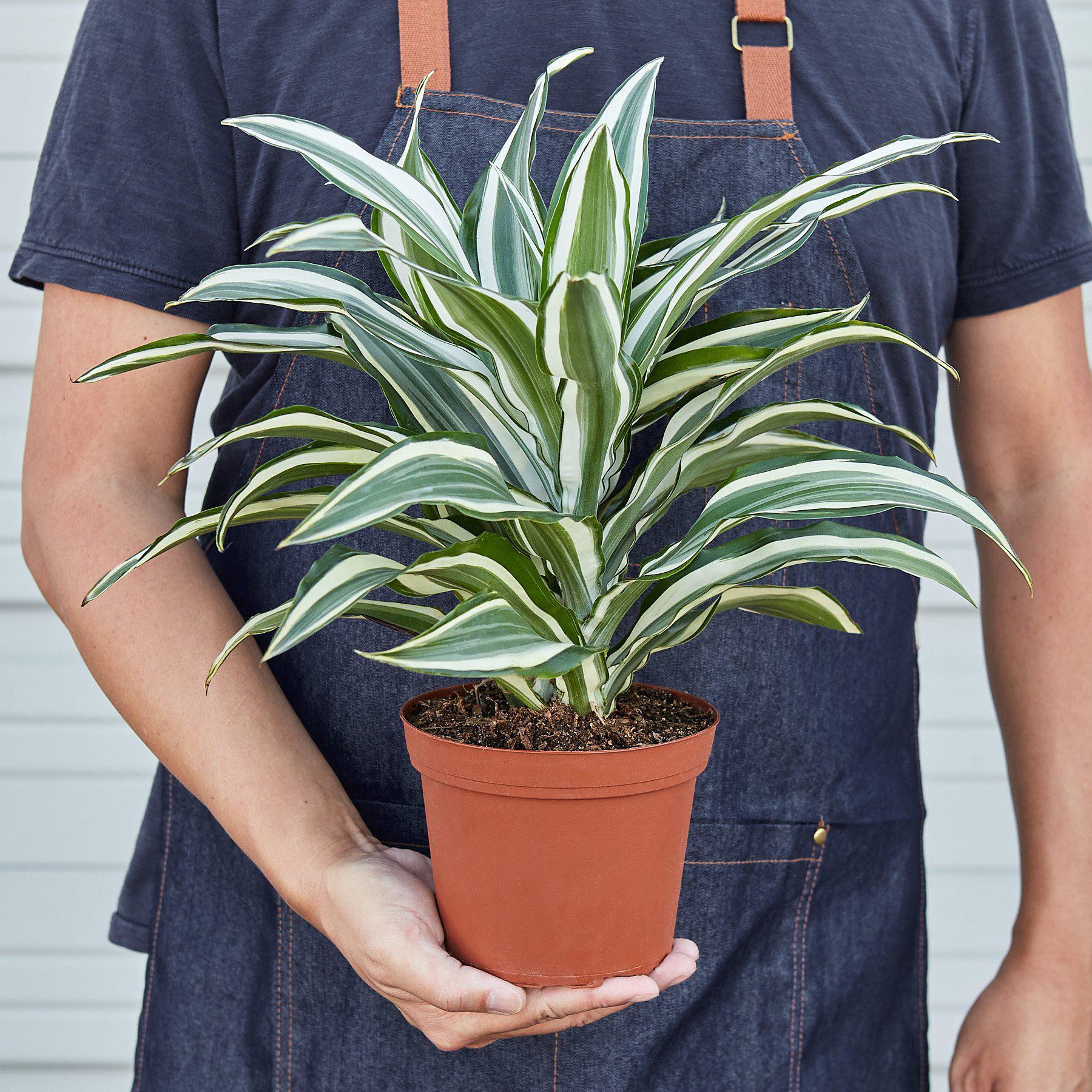 Dracaena 'Warneckii White Jewel' potted plant