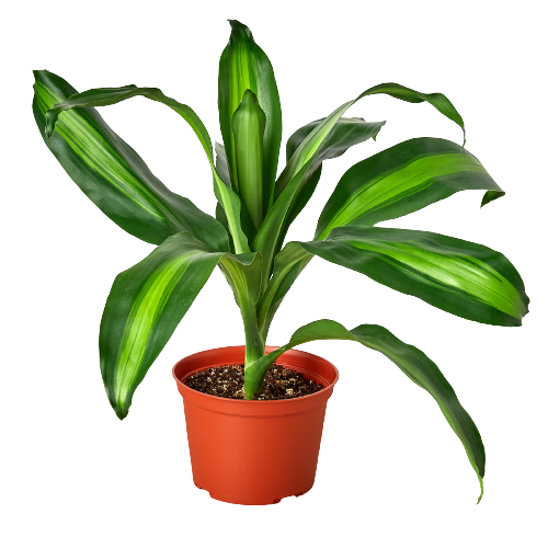 Dracaena Massangeana 6" potted plant