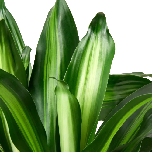 Dracaena Massangeana 6" potted plant