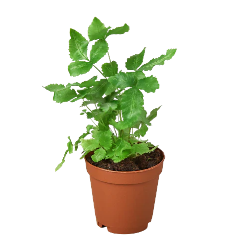 Pteris Cretica 'Albo Fern' potted plant