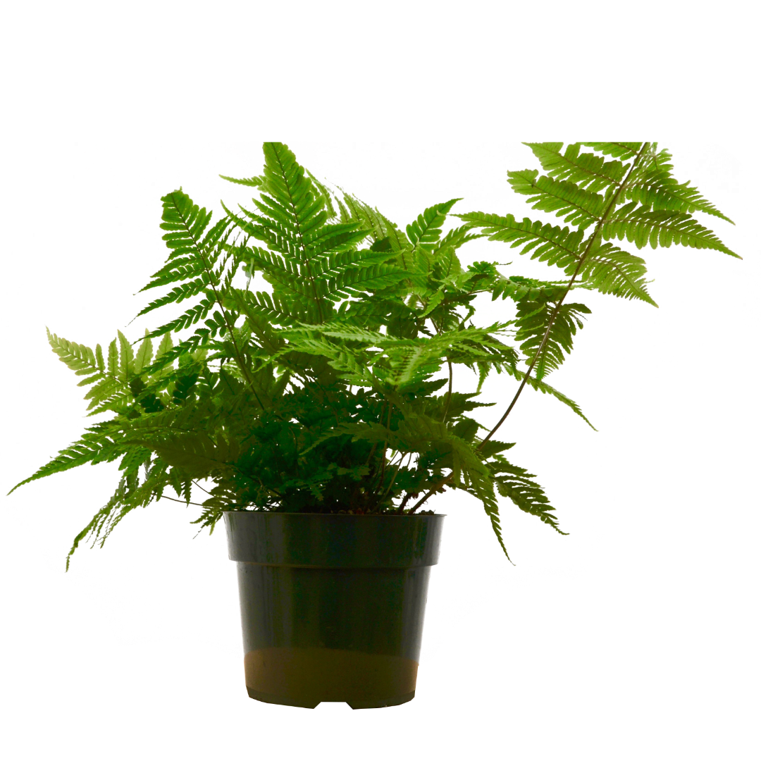 'Autumn' Fern 6" potted plant