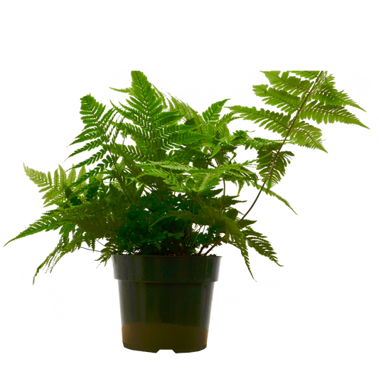'Autumn' Fern 6" potted plant