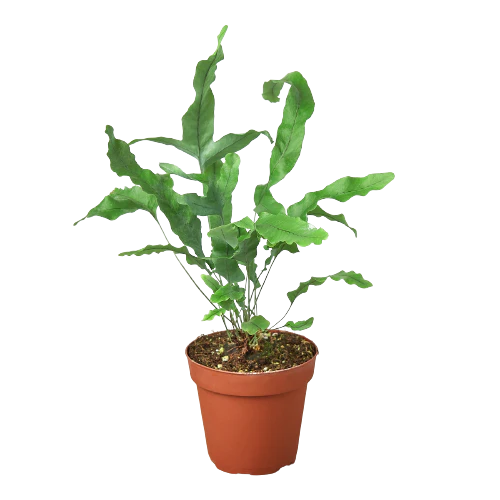 Velvet Forest potted plant