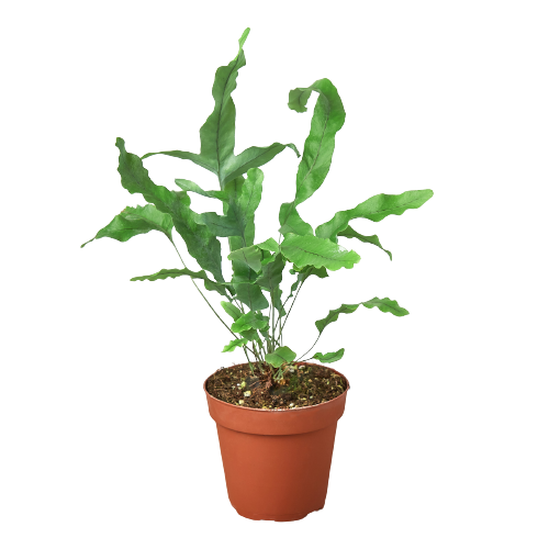 Fern 'Blue Star' potted plant