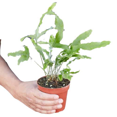 Fern 'Blue Star' potted plant