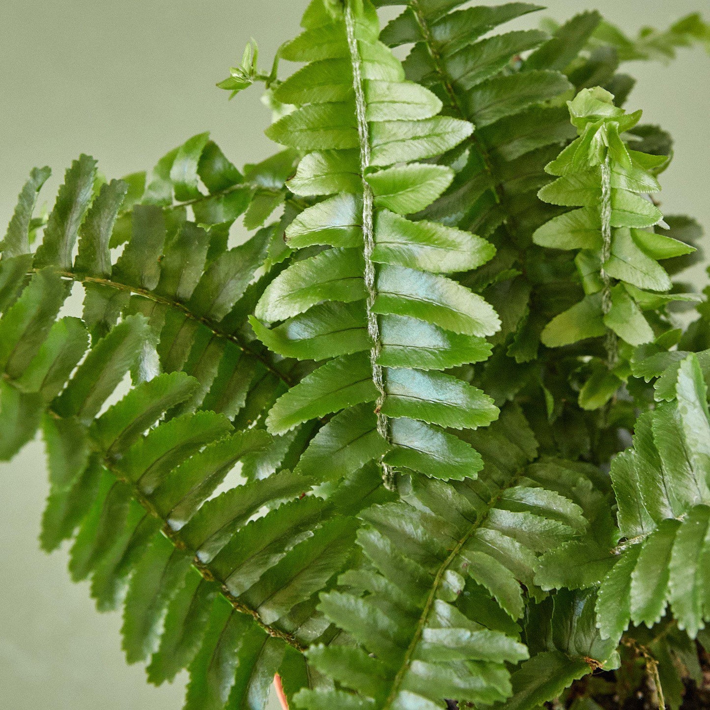 Jester's Crown Fern potted plant