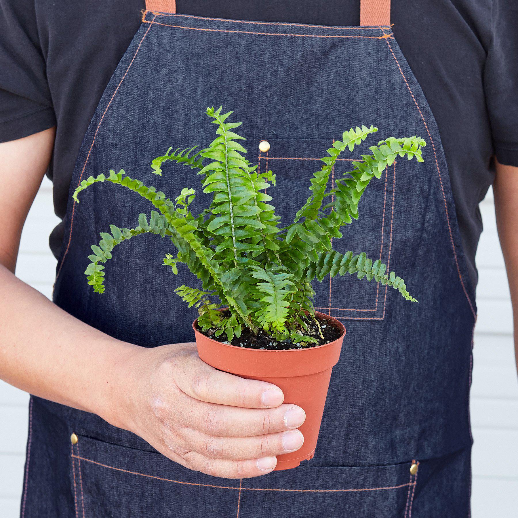Jester's Crown Fern potted plant