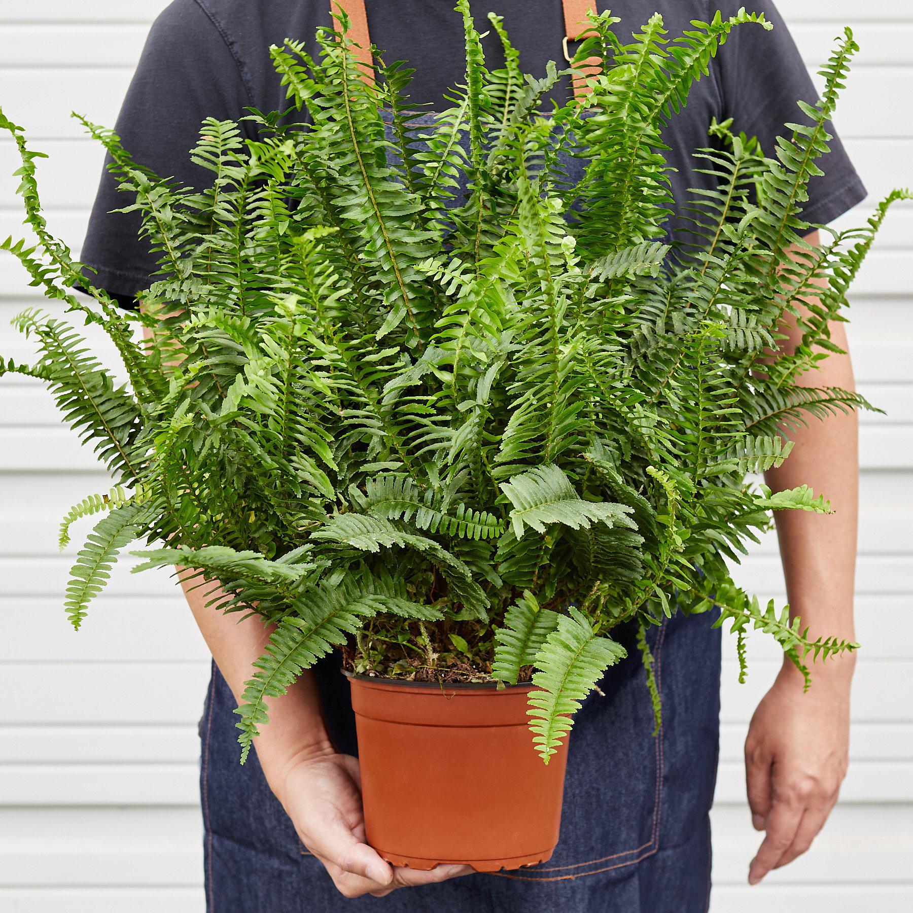 Jester's Crown Fern potted plant