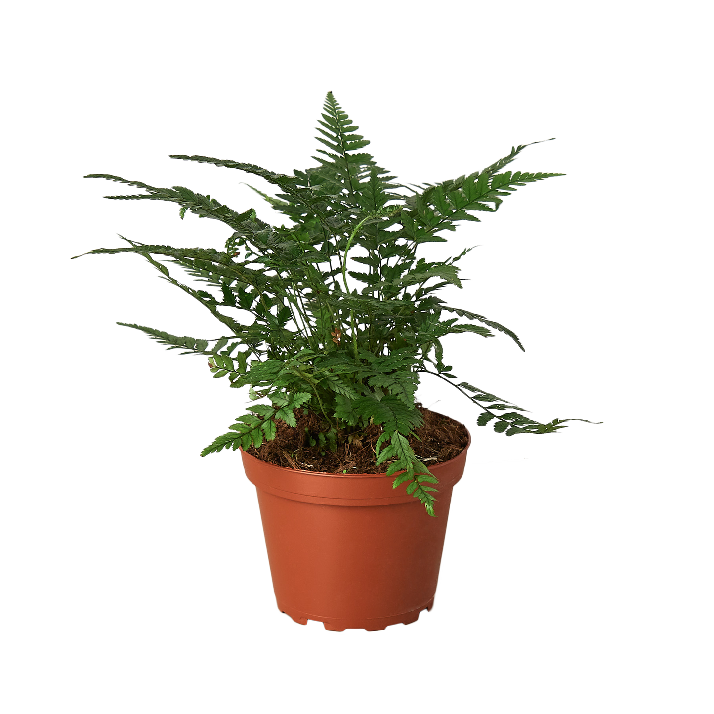 'Korean Rock' Fern potted plant