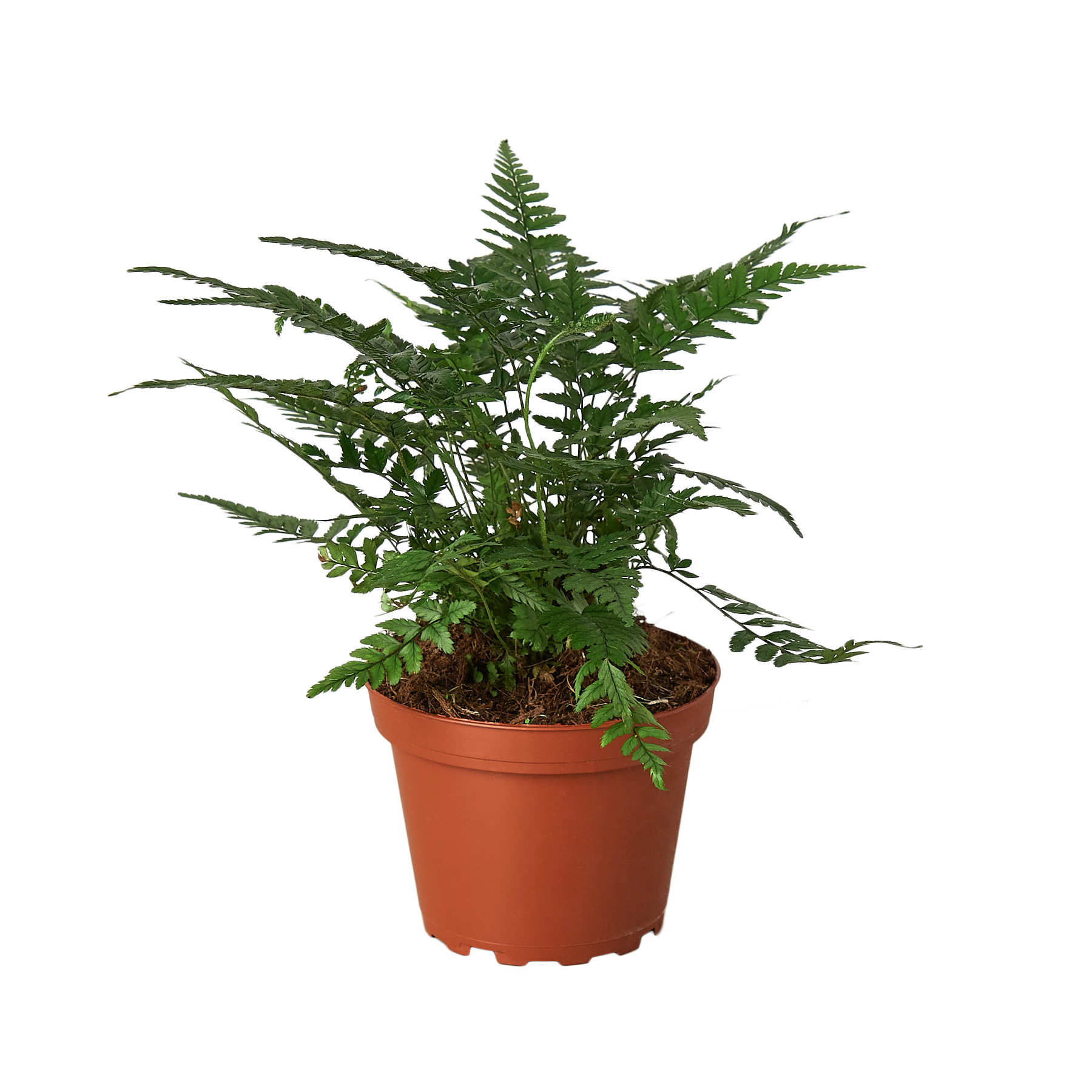 'Korean Rock' Fern potted plant