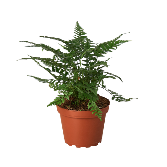 'Korean Rock' Fern potted plant